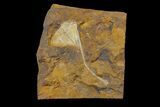 Fossil Ginkgo Leaf From North Dakota - Paleocene #156232-1